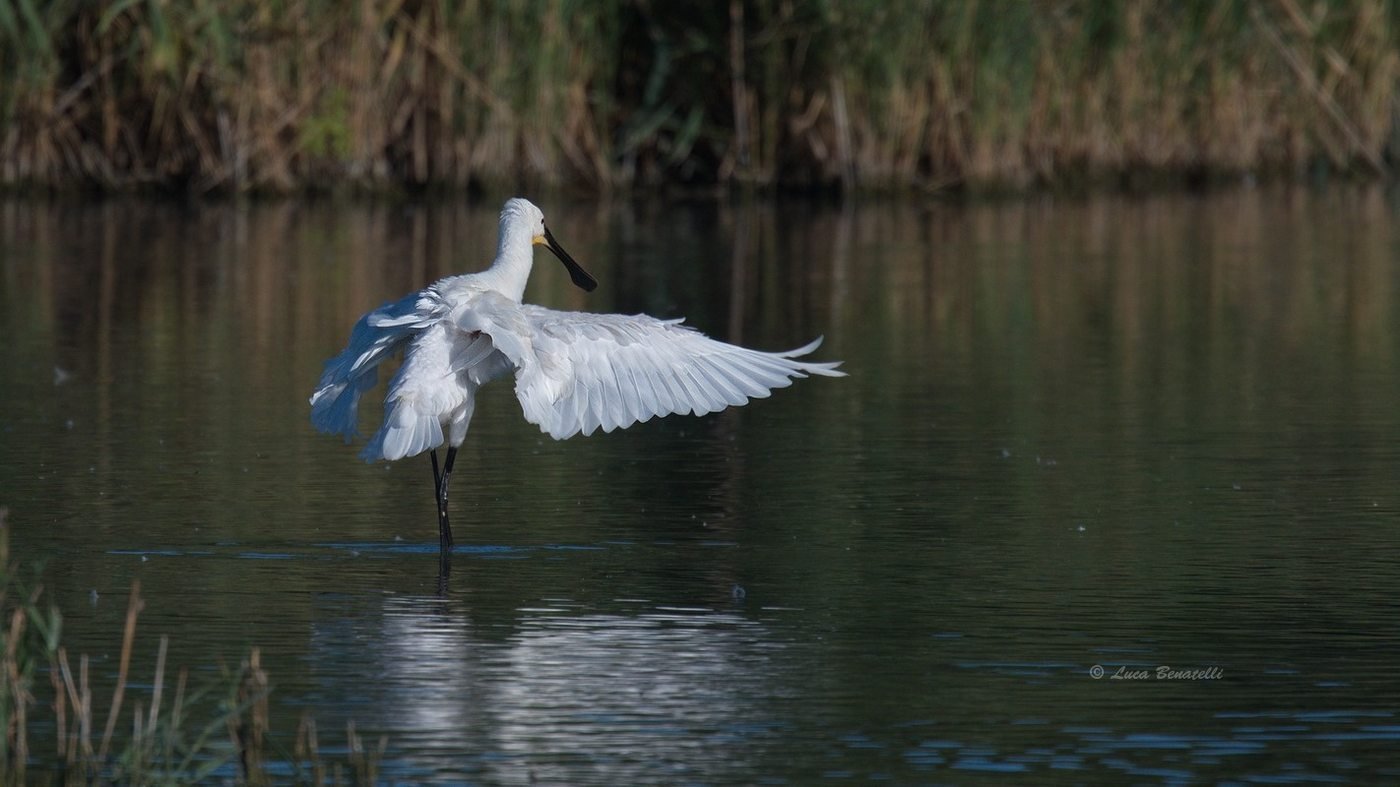 Fauna di Vallevecchia